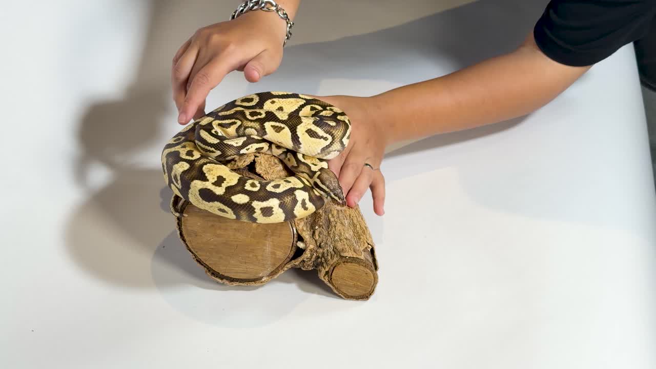 Una persona tocca delicatamente un pitone reale appallottolato su legno, con sfondo bianco