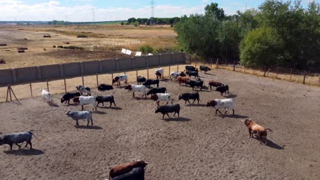 bulls and oxen on a farm, aerial view-1