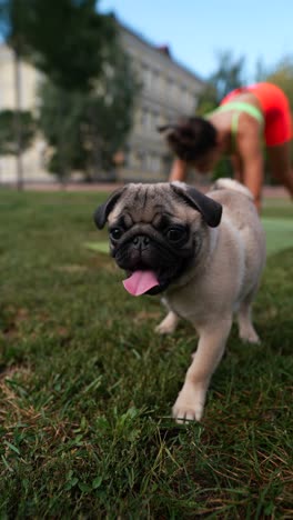 un cachorro pug y una mujer haciendo yoga.