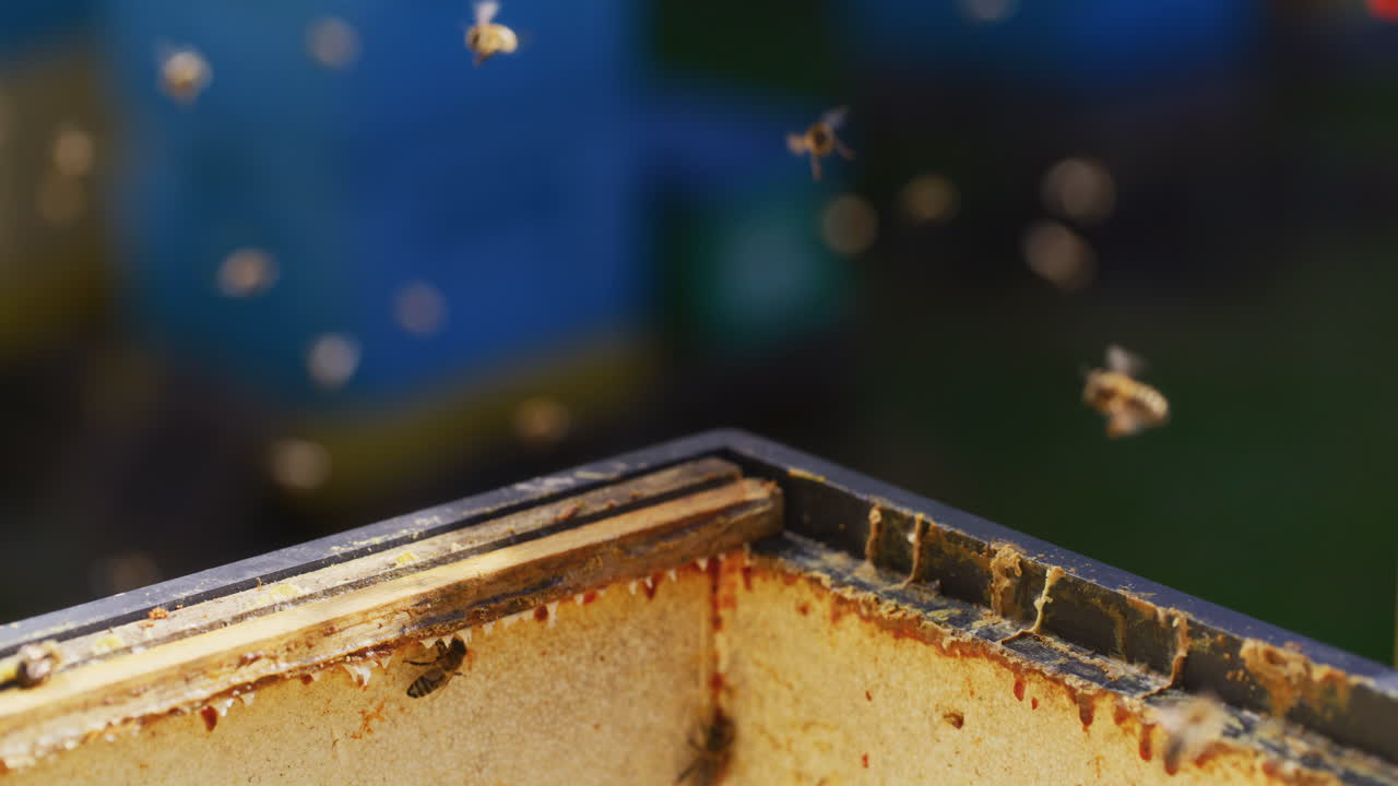 abejas voladoras de carniola en la colmena
