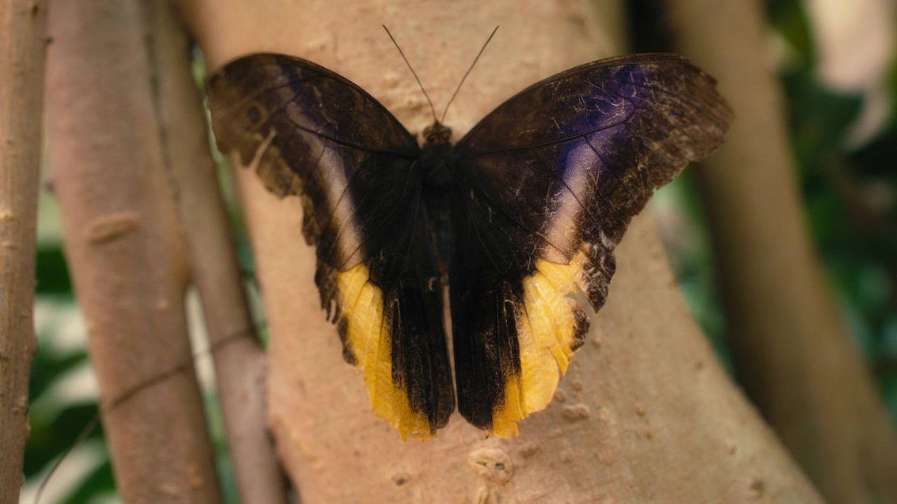 Yellow-edged giant owl butterfly sitting on a tree trunk.