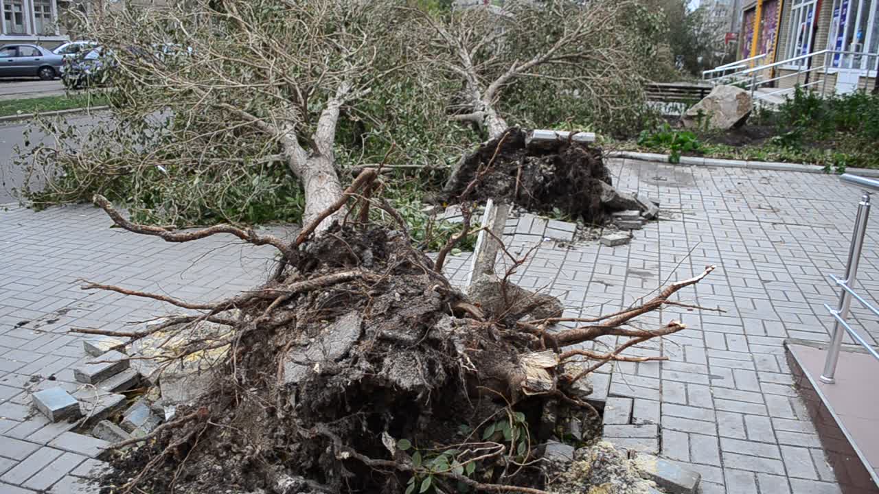 Hurricane consequences, city. The tree is dumped by a hurricane