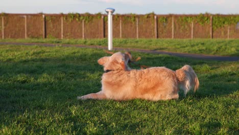 el joven golden retriever se da la vuelta en la hierba mientras juega con un palo