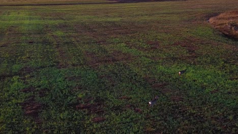 Aerial-view-at-two-European-roe-deer-eating-calm-at-open-field-in-sunny-autumn---winter-day,-golden-hour,-wide-angle-establishing-drone-shot