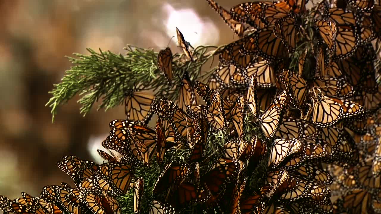 большая группа только что родившихся бабочек-монархов впервые начинает шелестеть крыльями