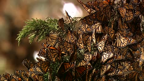 a large group of newly born monarch butterflies begin to rustle their wings for the first time