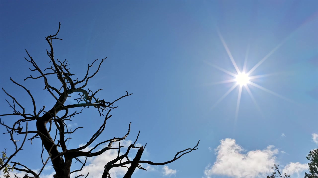 Timelapse 4K del cielo con la silhouette di un albero morto solitario contro nuvole alla deriva e luce solare intensa. Sfondo naturale panoramico per transizioni di meteo, cambiamento climatico e paesaggi desertici.