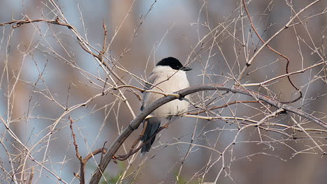 Una-Urraca-De-Alas-Azules-Posada-En-La-Rama-De-Un-árbol-Con-Ramitas-Sin-Hojas-Durante-El-Invierno-En-Corea-Del-Sur