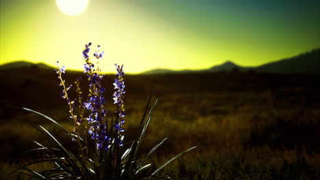colorful wildflowers bloom against a serene landscape during sunset hours
