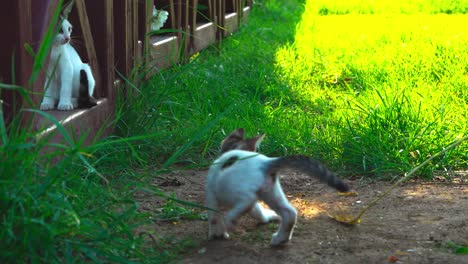4k cinematic video of stray cats playin in turkey_06