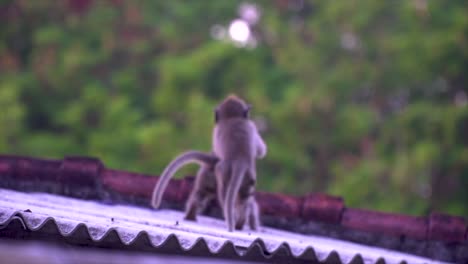 Monkeys-in-Bali,-Indonesia