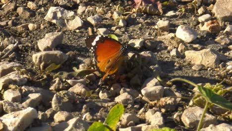 Schmetterling-Einfacher-Tiger,-Der-Sich-Auf-Felsigem-Boden-Ernährt