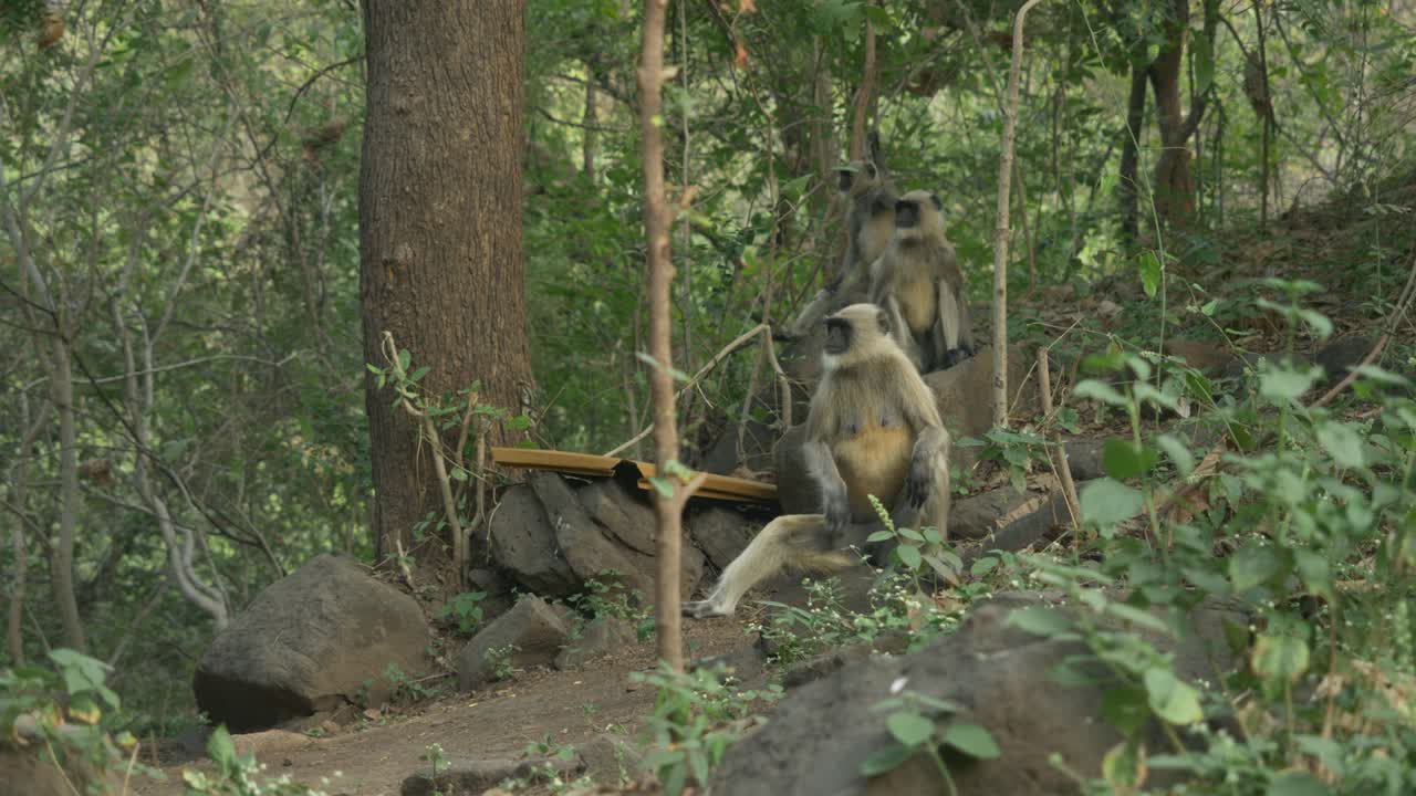 monos asiáticos langures en el parque de biodiversidad del lago lonar