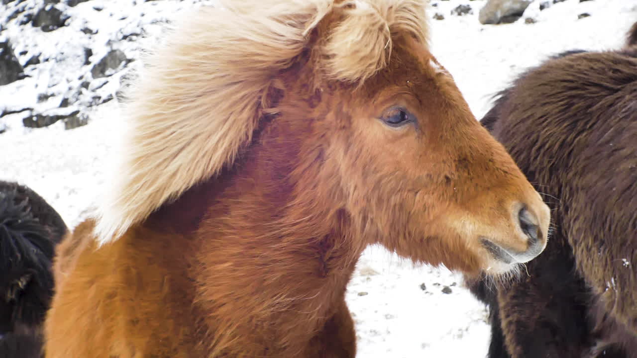 caballo islandés negro en ambiente frío jugando pacíficamente