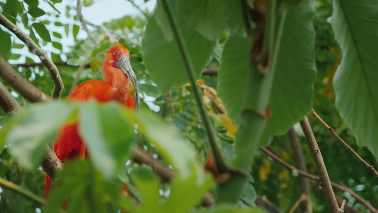 pájaro soñoliento irbis escarlata sentado en las ramas de un árbol
