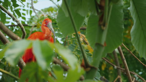 bird sleepy scarlet irbis sitting in the branches of a tree