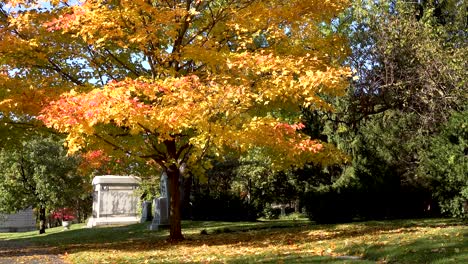 golden yellow autumn leaves in a cemetery 4k
