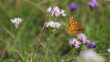 Dos-Mariposas-Fritillary-Variadas-Sentadas-Sobre-Flores-Silvestres-Blancas-Y-Moradas,-Insectos-Macro-De-Texas