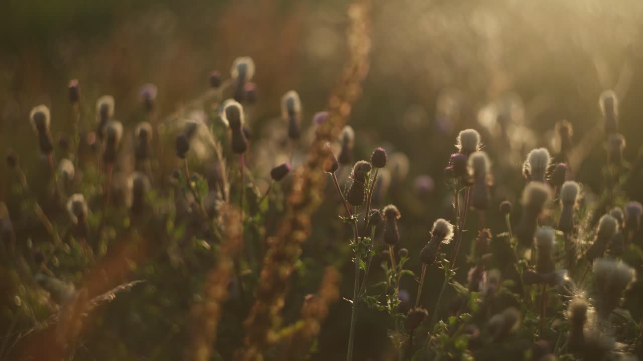Sunset in a Thistle Field