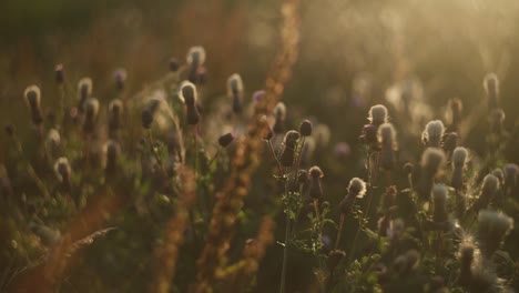 sunset in a thistle field
