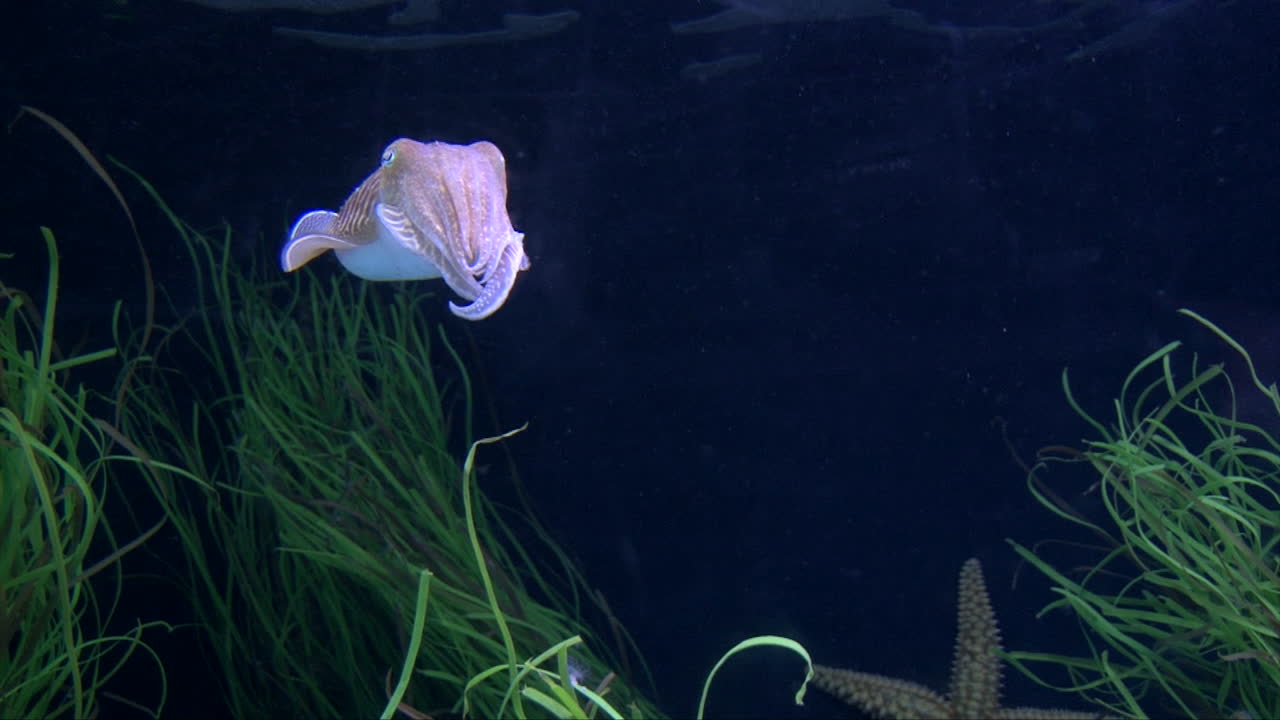 귀여운 분홍색 갑오징어가 수생 식물, 짙은 파란색 배경, 클로즈업 샷 사이에서 물속에서 천천히 움직입니다.