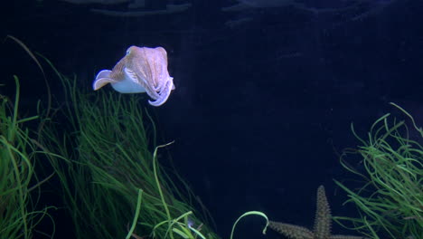 Cute-Pink-cuttlefish-slowly-moving-in-water-between-water-plant,-deep-blue-background,-close-up-shot