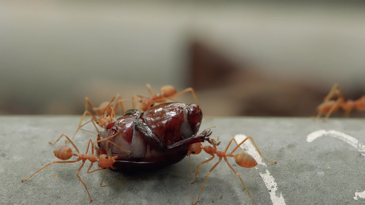 Group of red weaver ants swarming and moving a beetle carcass across a surface