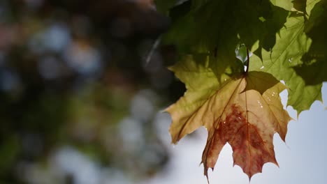 the autumn sunlight shines through the reddish maple leaves in slow motion