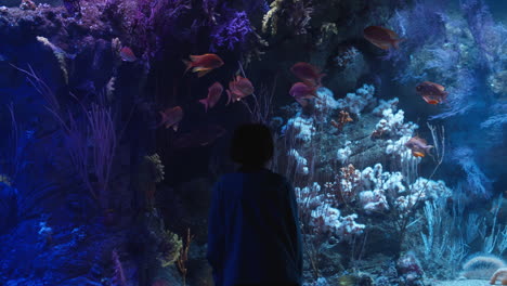 boy admiring aquarium