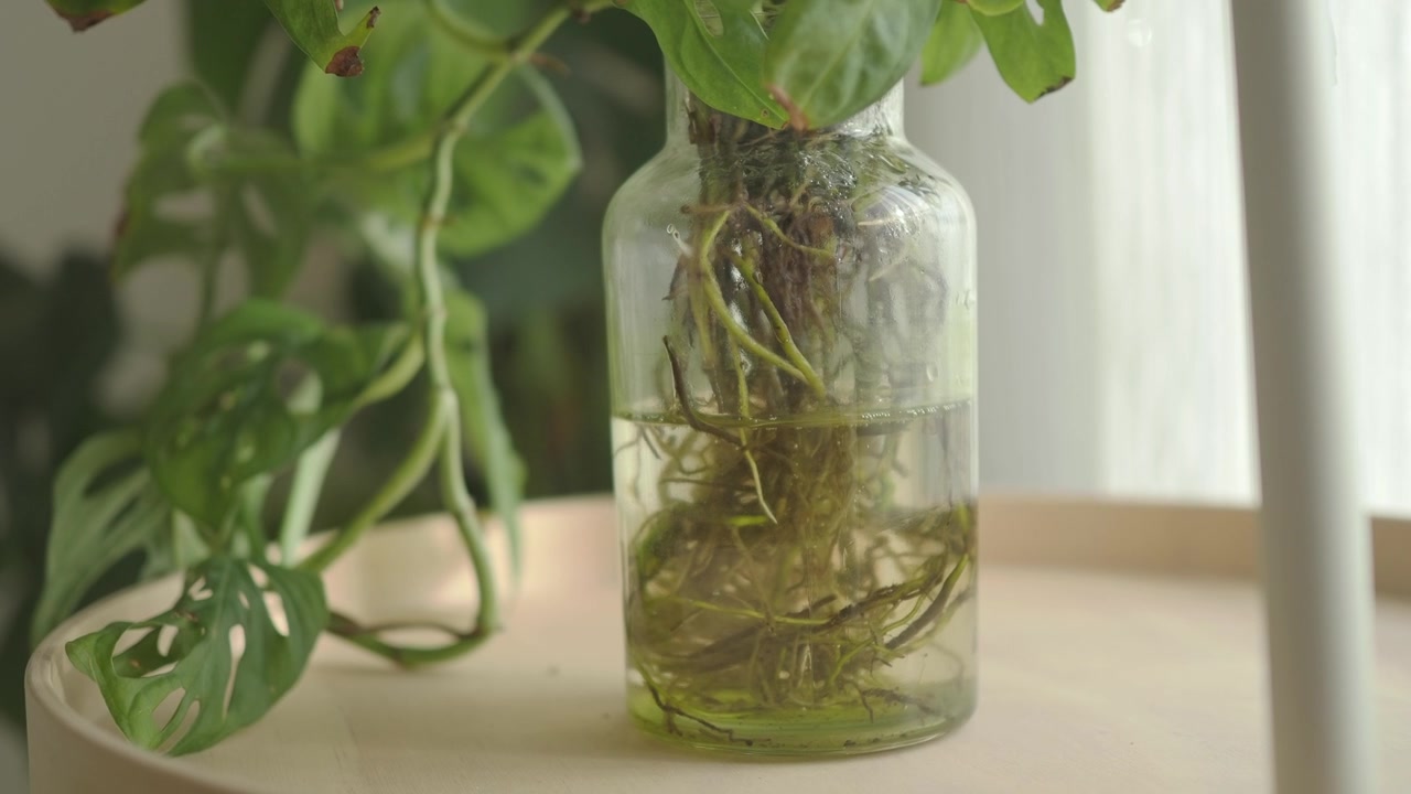 Cam Şişede Çoğaltılan Monstera Adansonii Bitkisi