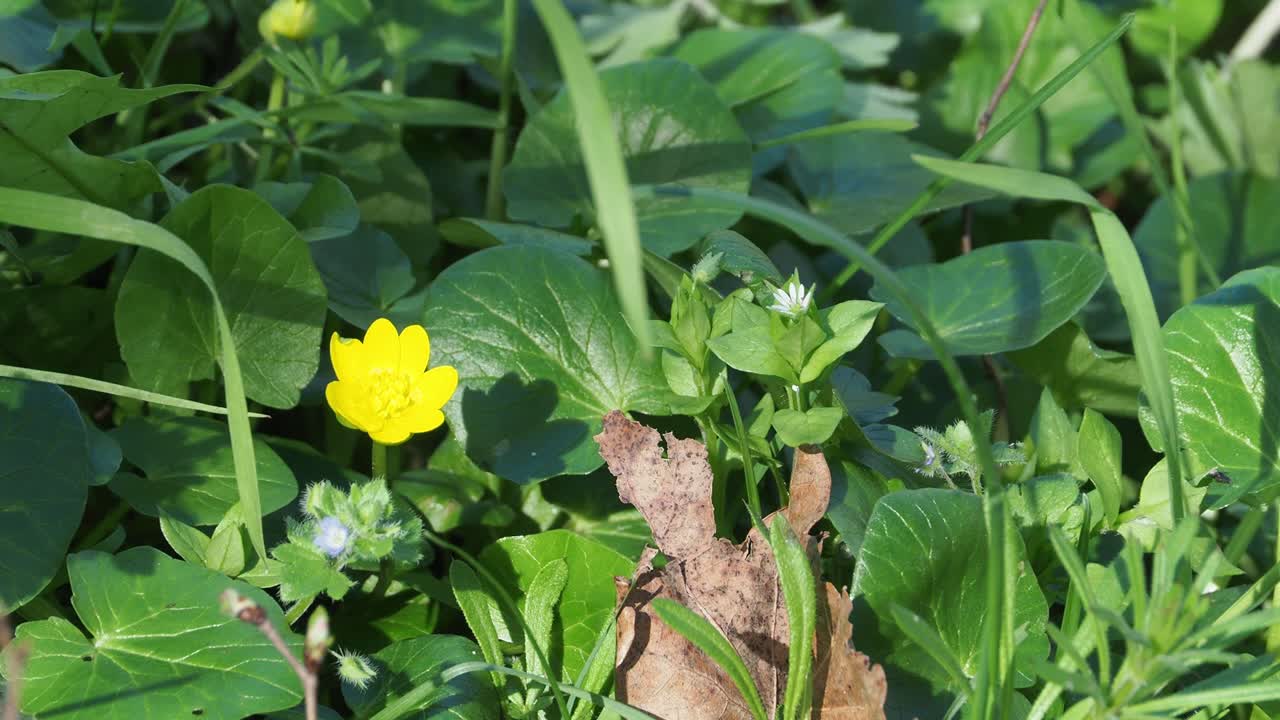 Close-Up of Spring Meadow with Ficaria verna and Stellaria media Featuring Vibrant Yellow Flowers and Lush Green Foliage in Natural Sunlight Detailed Botanical Scene waving with wind, real time static