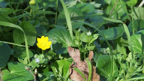 close-up of spring meadow with ficaria verna and stellaria media featuring vibrant yellow flowers and lush green foliage in natural sunlight detailed botanical scene waving with wind, real time static