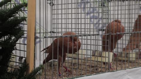two beautiful ornamental pigeons sitting in their cages