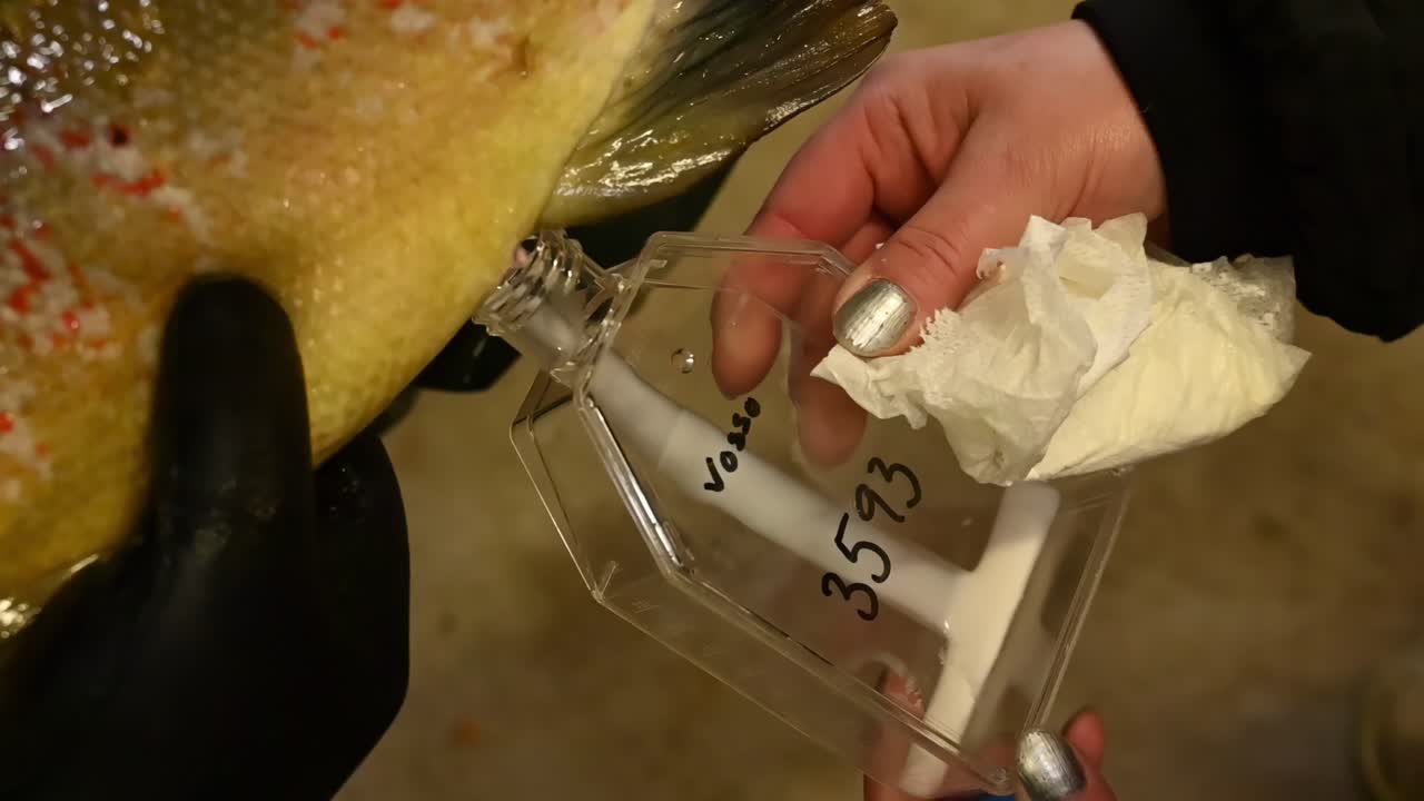 Two fish hatchery technician massage abdomen of male salmon, extracting seminal fluid, or milt, and collecting in jar.