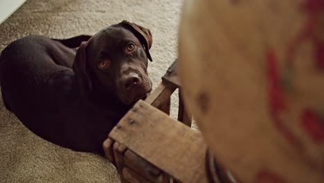 a curious dog lifting its head to look up at a vintage globe