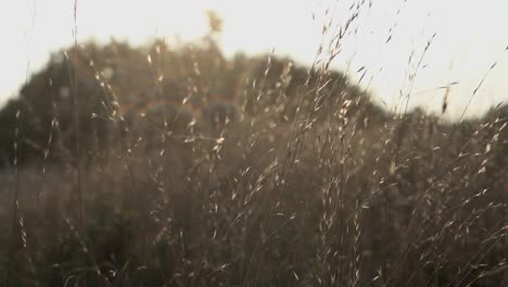 tall grass blows in the wind at sunset in slow motion.