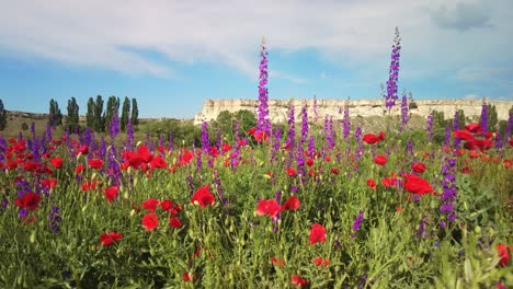 Amapolas-Carmesí-Y-Imponentes-Flores-De-Color-Púrpura-Pintan-Una-Pradera-Vibrante-En-Crimea,-Con-Un-Acantilado-Blanco-Distante-Bajo-Un-Cielo-Azul-Claro