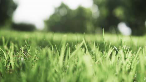 Close-up-of-grass-in-sunny-garden,-slow-motion