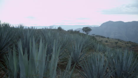 Clouds-moving-over-agave-fields-between-the-mountains-of-Tequila,-Jalisco,-Mexico