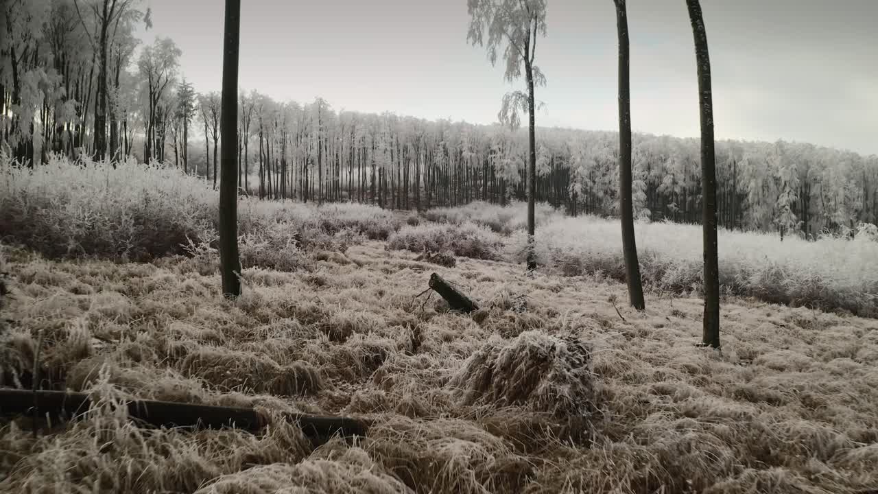 Riprese aeree 4K di un drone che vola attraverso e sopra una foresta invernale ghiacciata.