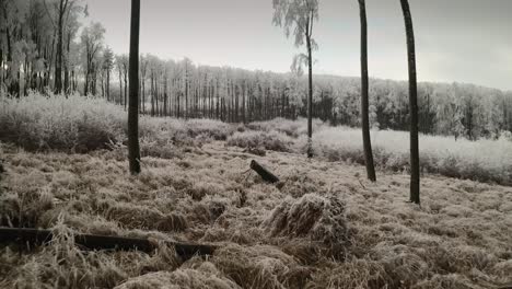 4K-Luftaufnahmen-Einer-Drohne,-Die-Durch-Und-über-Einen-Gefrorenen-Winterwald-Fliegt