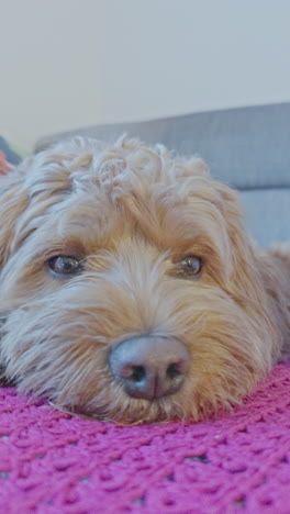adorable perro cavapoo en el interior relajándose en vertical
