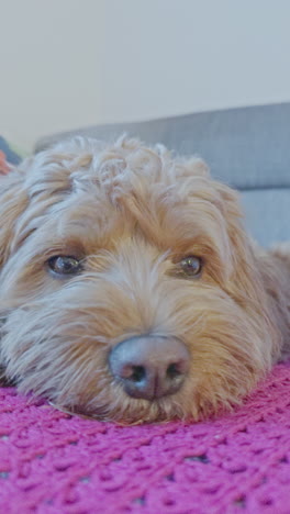 adorable cavapoo dog indoors relaxing in vertical