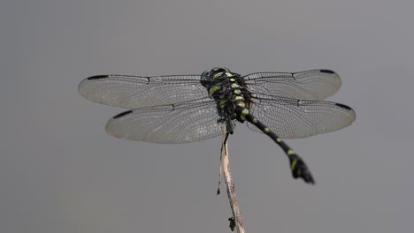 la libélula de cola de brida común se ve comúnmente en tailandia y asia