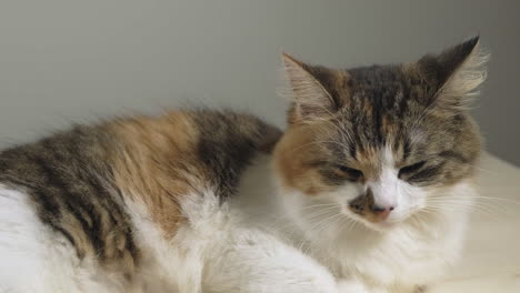 Sliding-shot-of-beautiful-calico,-tabico-cat-peacefully-sleeping-and-listening-around,-slowly-breathing