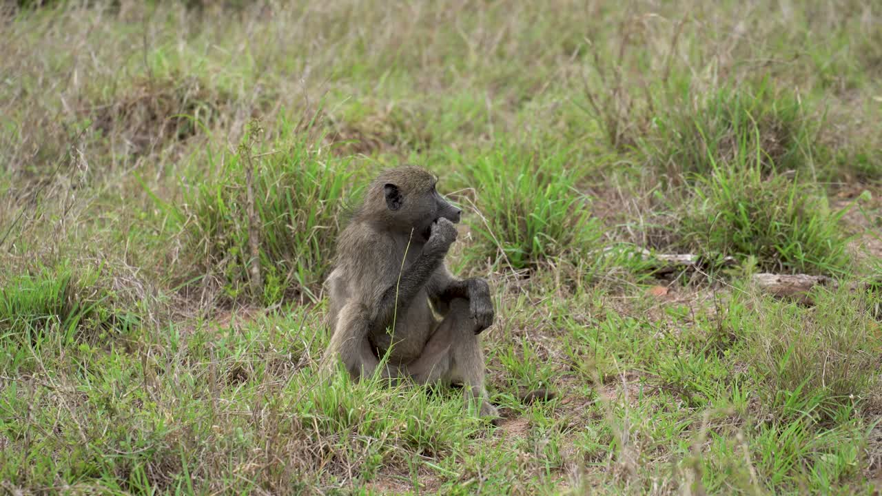 un babuino del cabo solitario se sienta en la hierba alta comiendo una pequeña raíz, relajado, observador, kruger, papio ursinus