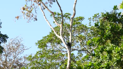 Eine-Große-Gruppe-Von-Mantelbrüllaffen-Verbringt-In-Den-Mittagsstunden-In-Panama-Ihre-Zeit-Mit-Verschiedenen-Aktivitäten-In-Einem-Großen-Baum