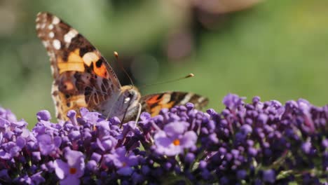 butterfly sitting on butterfly bush and drinking nectar from flowers, close up