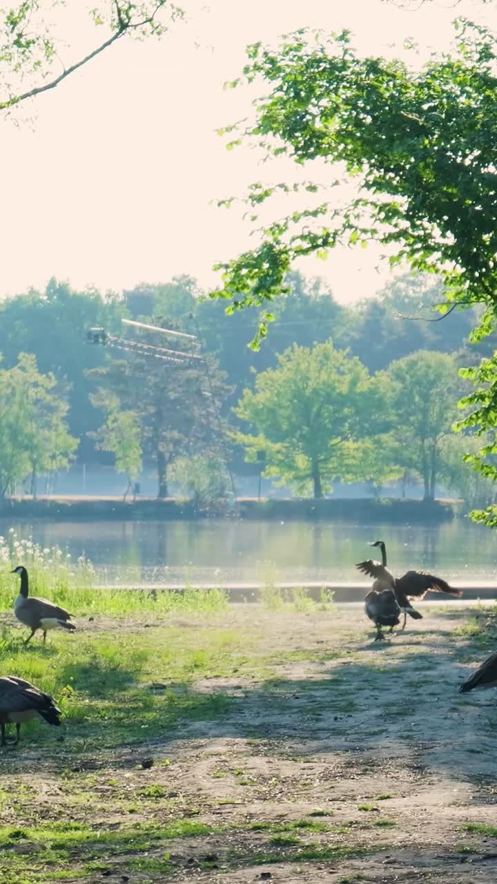 Geese by the Lakeside Park
