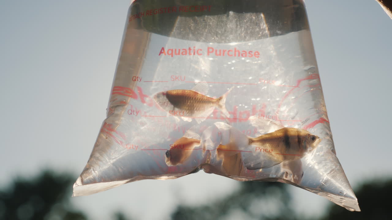 활어 배달 패키지에 여러 수족관 물고기